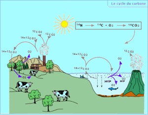 Le cycle du carbone