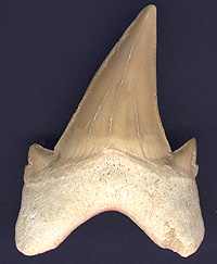 Dent de Otodus obliquus (=Lamna obliqua)<BR>provenant de Khouribga (Maroc) et datant de l'éocène