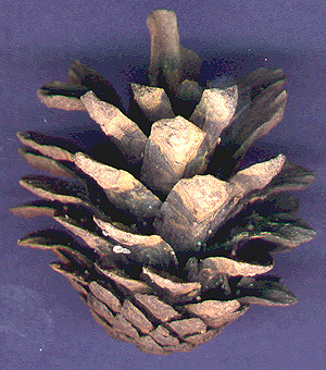 Cne, pomme de pin fossile datant du pléistocène (entre 80000 à 120000 ans) provenant de Zemst